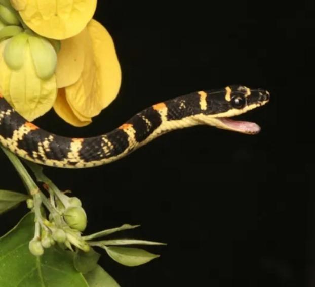 Mamba Yala Ξενοδοχείο Tissamaharama Εξωτερικό φωτογραφία